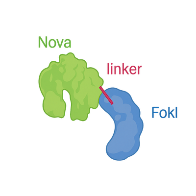 UCAYタンパク質のイメージ図